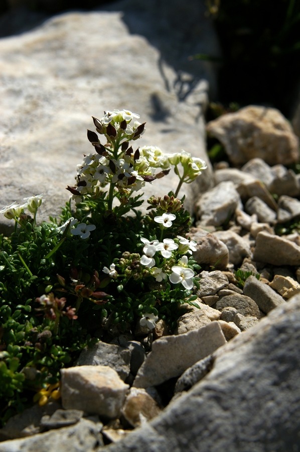 Alpska krešica (<i>Pritzelago alpina ssp. alpina</i>), Zelenica – Stol, 2009-08-02 (Foto: Benjamin Zwittnig)