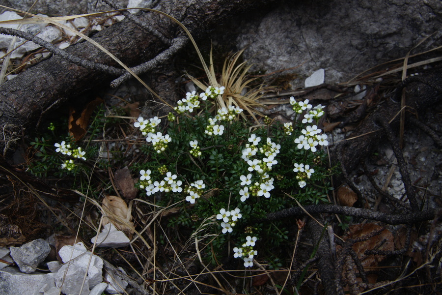 Alpska krešica (<i>Pritzelago alpina ssp. alpina</i>), pod Staničevim vrhom, 2011-05-08 (Foto: Benjamin Zwittnig)