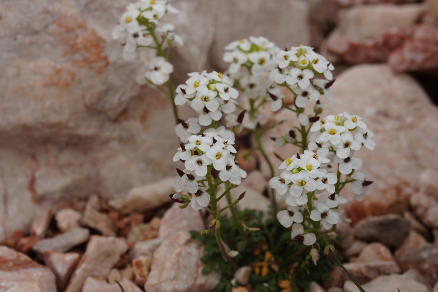 Alpska krešica (<i>Pritzelago alpina ssp. alpina</i>), Grintovec, 2015-06-13 (Foto: Benjamin Zwittnig)