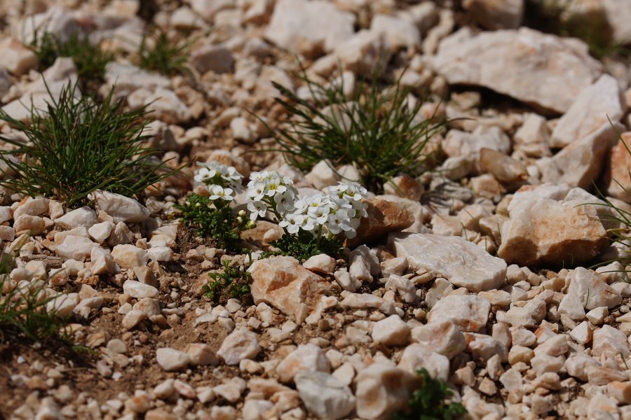 Alpska krešica (<i>Pritzelago alpina ssp. alpina</i>), Kokrško sedlo – Grintavec, 2016-07-02 (Foto: Benjamin Zwittnig)