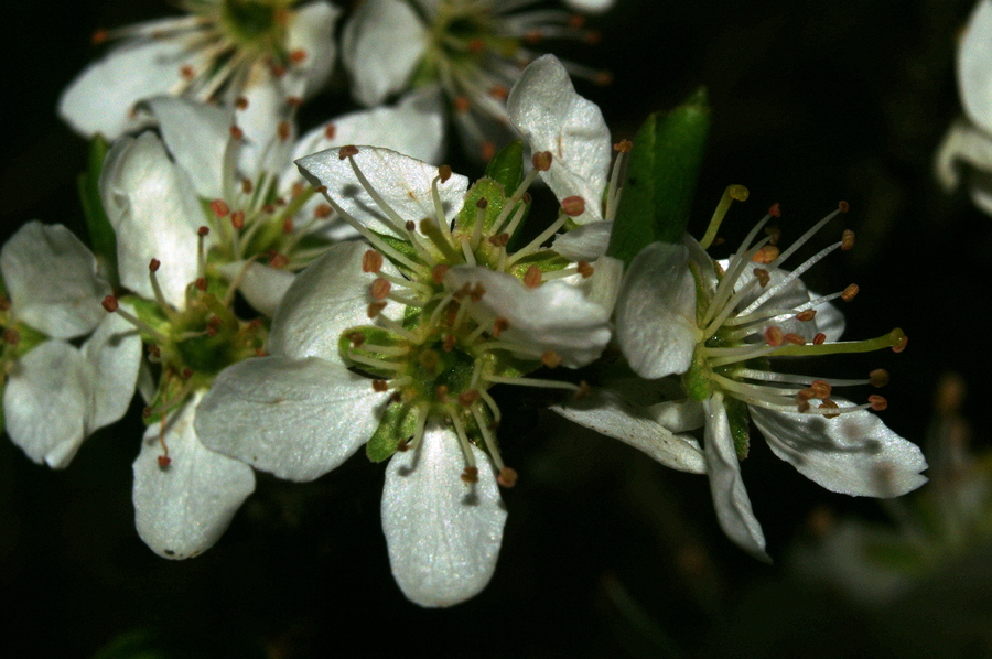 Sliva, češplja (<i>Prunus domestica</i>), Polhov Gradec, 2008-04-13 (Foto: Benjamin Zwittnig)