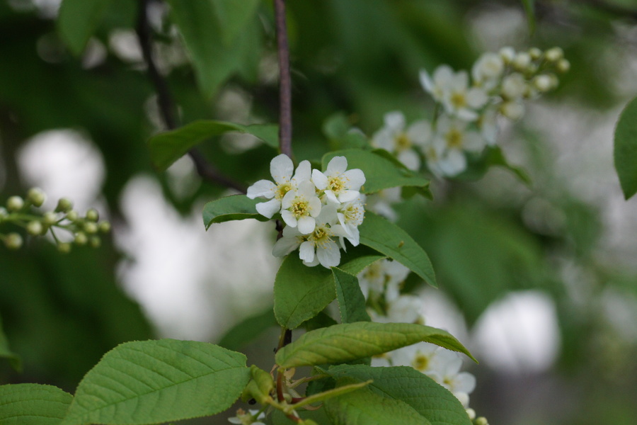 Čremsa (<i>Prunus padus ssp. padus</i>), ljubljansko barje, 2014-04-04 (Foto: Benjamin Zwittnig)