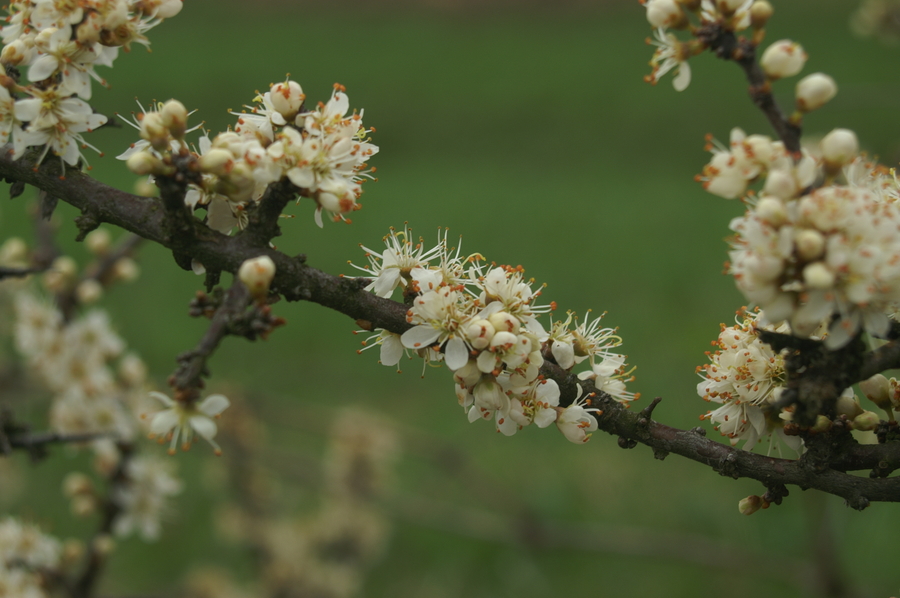 Črni trn (<i>Prunus spinosa</i>), Setnica, 2008-04-13 (Foto: Benjamin Zwittnig)