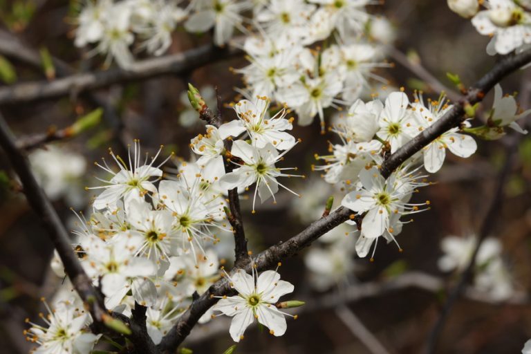 Pianta Di Prunus Spinosa (Prugnolo) | Pianta Da Giardino O Vaso | Rustica E Resistente - Foto 5