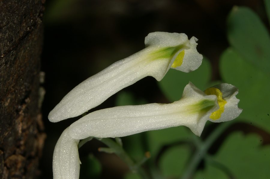 Bledorumeni koreničnik (<i>Pseudofumaria alba</i>), Osp, 2006-12-26 (Foto: Benjamin Zwittnig)