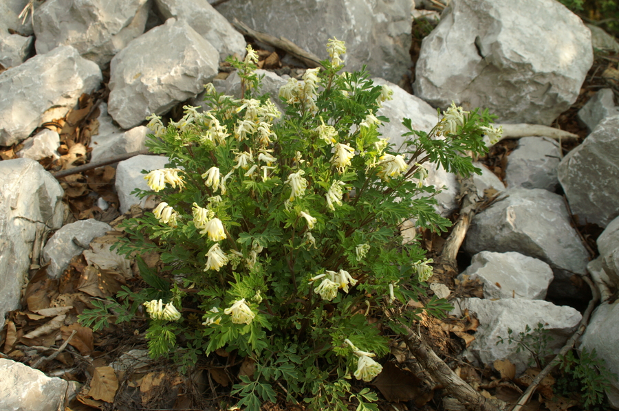 Bledorumeni koreničnik (<i>Pseudofumaria alba</i>), Slavnik, 2007-04-22 (Foto: Benjamin Zwittnig)
