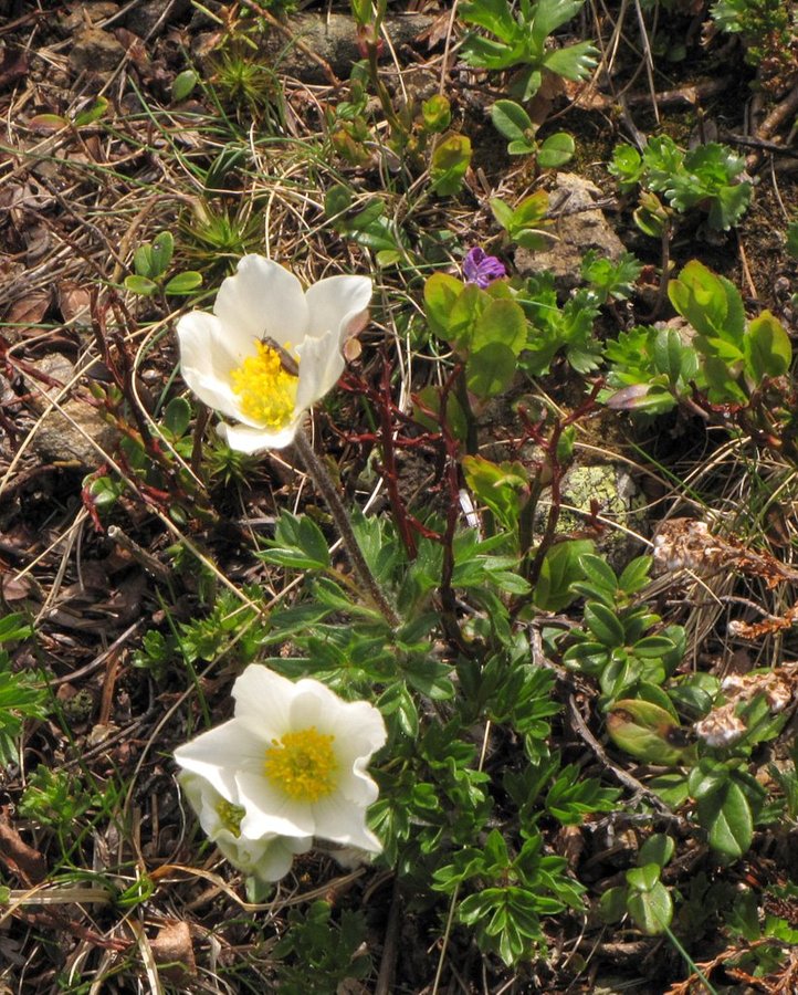 Alski kosmatinec (<i>Pulsatilla alpina ssp. alba</i>), Komen (Smrekovec), 2011-05-24 (Foto: Boris Gaberšček)
