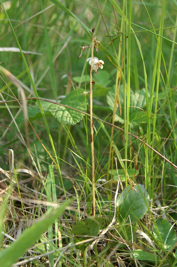 Okroglolistna zelenka (<i>Pyrola rotundifolia</i>), Martuljek, 2010-07-10 (Foto: Benjamin Zwittnig)