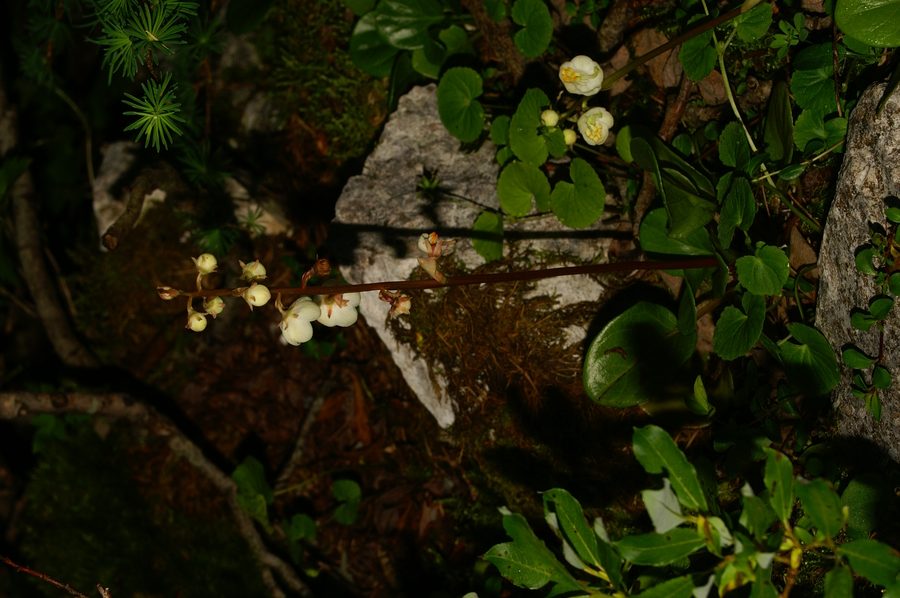 Okroglolistna zelenka (<i>Pyrola rotundifolia</i>), Zg. Krma, 2006-09-01 (Foto: Benjamin Zwittnig)