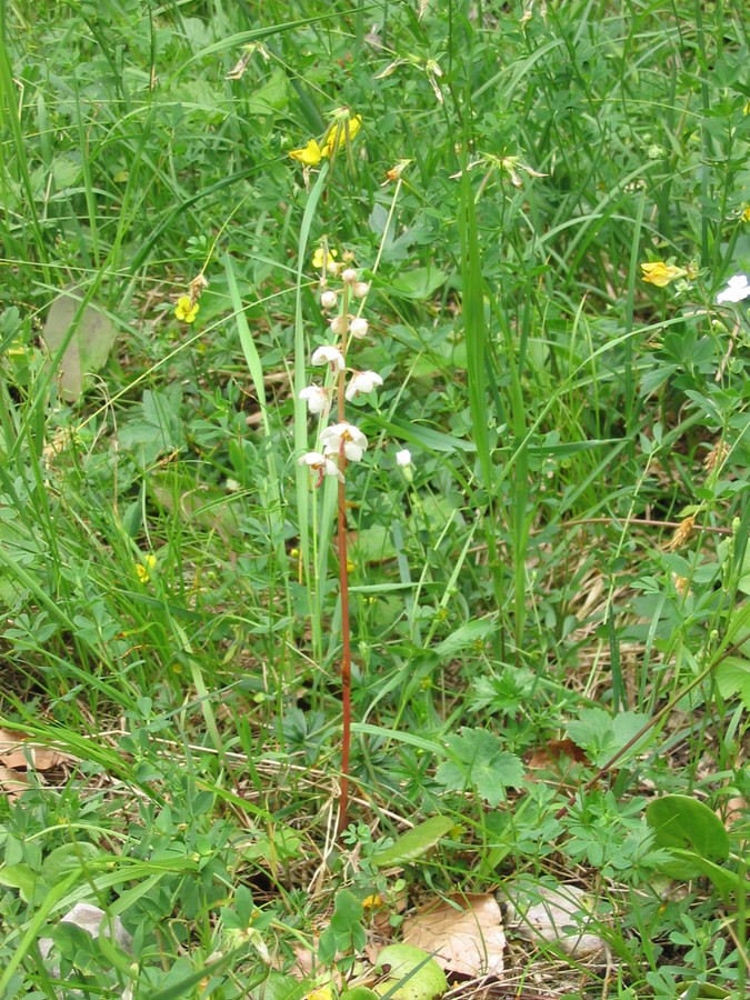 Okroglolistna zelenka (<i>Pyrola rotundifolia</i>), Soča, 2006-07-08 (Foto: Kristina Ugrinović)
