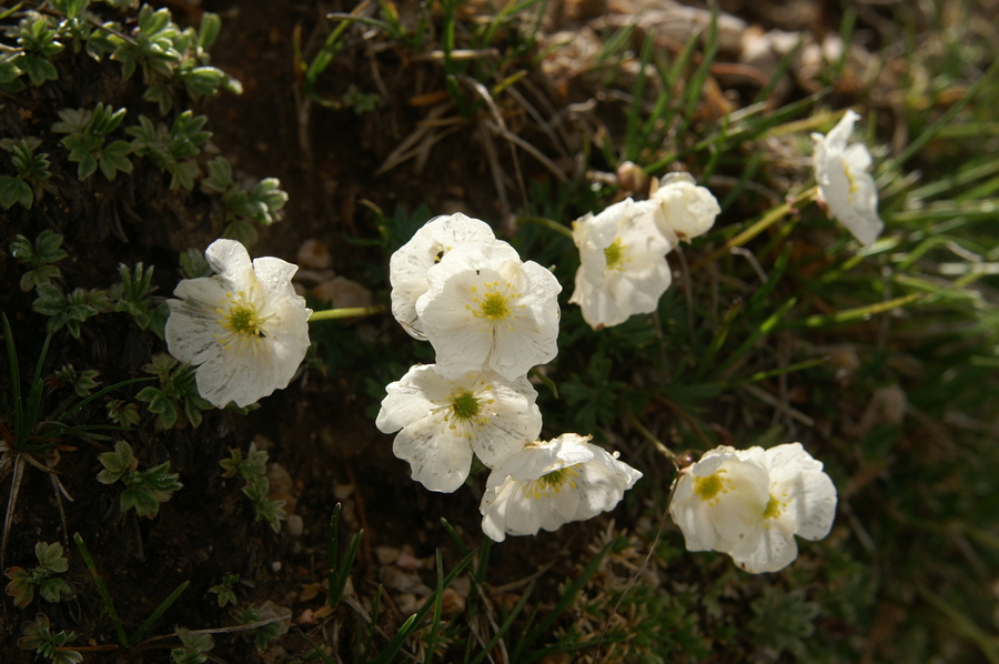 Alpska zlatica (<i>Ranunculus alpestris</i>), 2010-06-18 (Foto: Benjamin Zwittnig)