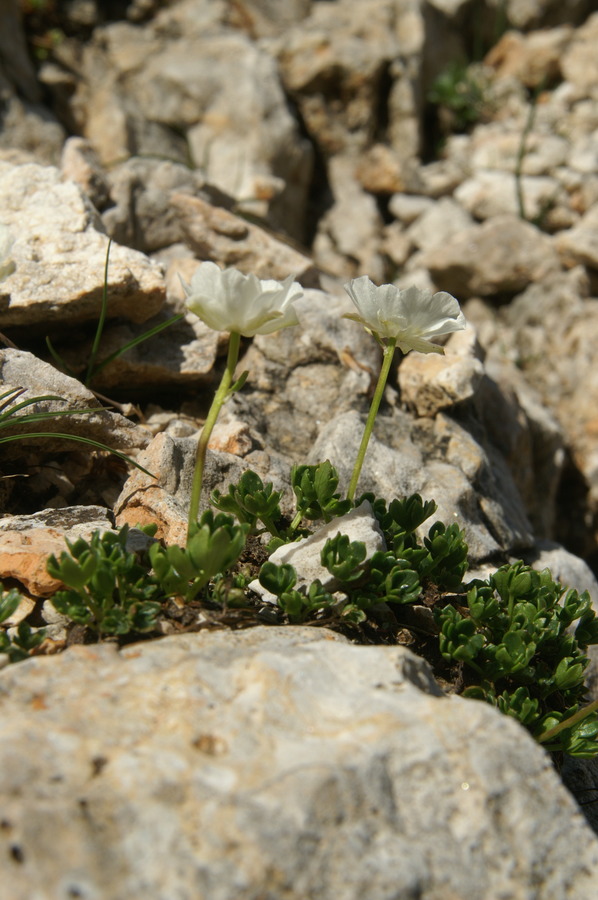 Alpska zlatica (<i>Ranunculus alpestris</i>), 2010-07-11 (Foto: Benjamin Zwittnig)