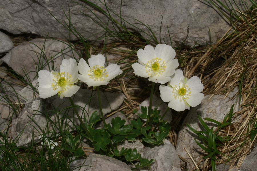 Alpska zlatica (<i>Ranunculus alpestris</i>), 2007-06-21 (Foto: Benjamin Zwittnig)