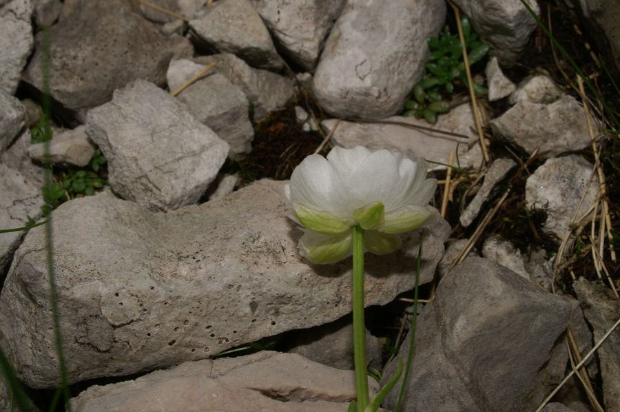Alpska zlatica (<i>Ranunculus alpestris</i>), 2007-06-21 (Foto: Benjamin Zwittnig)