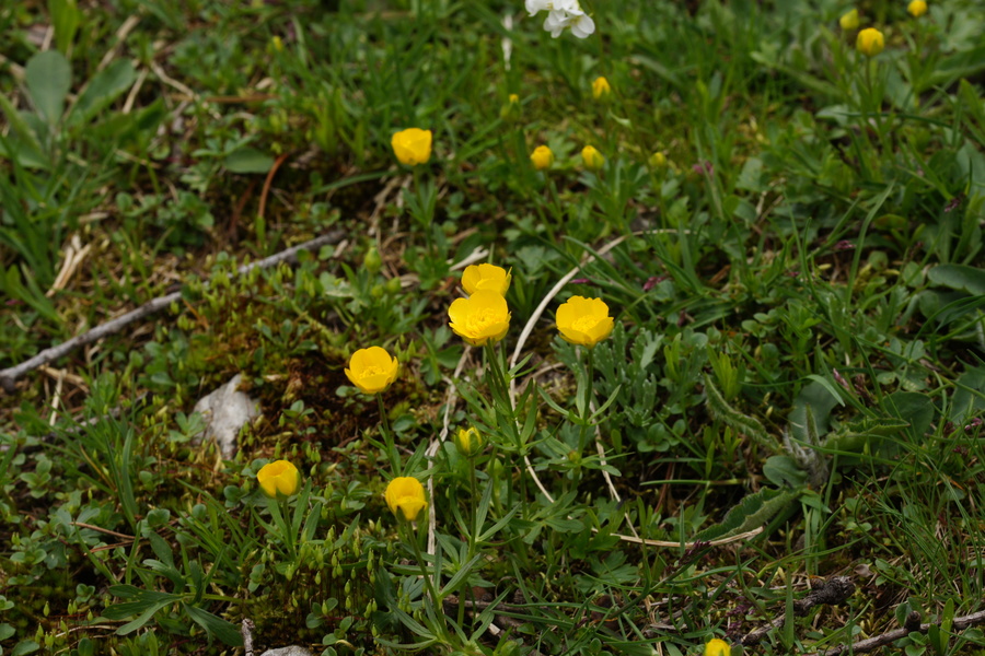 Koroška zlatica (<i>Ranunculus carinthiacus</i>), Vršič, 2015-05-27 (Foto: Benjamin Zwittnig)