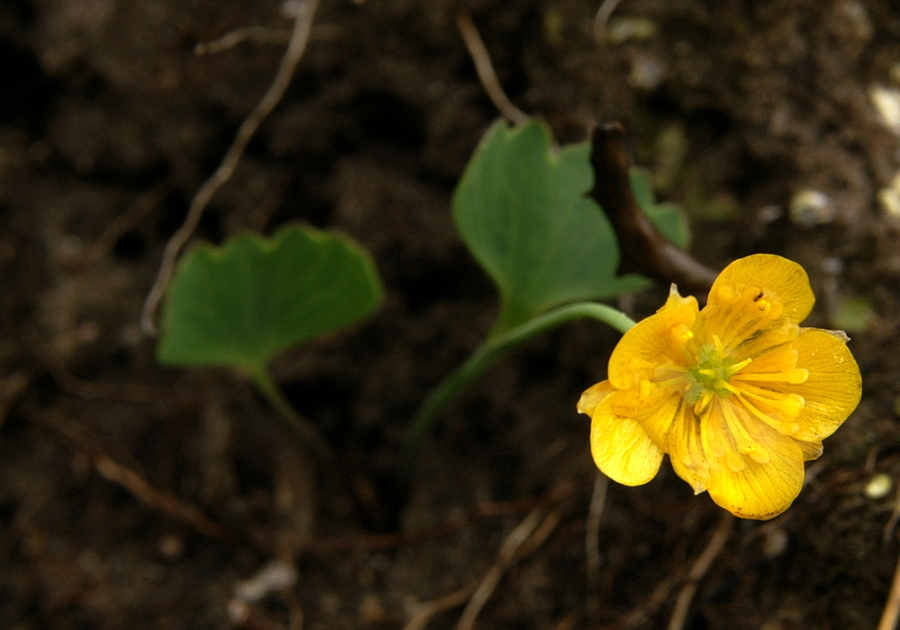 Izrodna zlatica (<i>Ranunculus hybridus</i>), Kepa, 2010-06-18 (Foto: Benjamin Zwittnig)