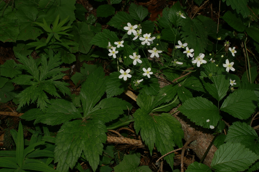 Platanolistna zlatica (<i>Ranunculus platanifolius</i>), Gorjuše, 2007-06-17 (Foto: Benjamin Zwittnig)