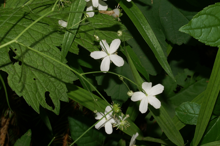 Platanolistna zlatica (<i>Ranunculus platanifolius</i>), Gorjuše, 2007-06-17 (Foto: Benjamin Zwittnig)