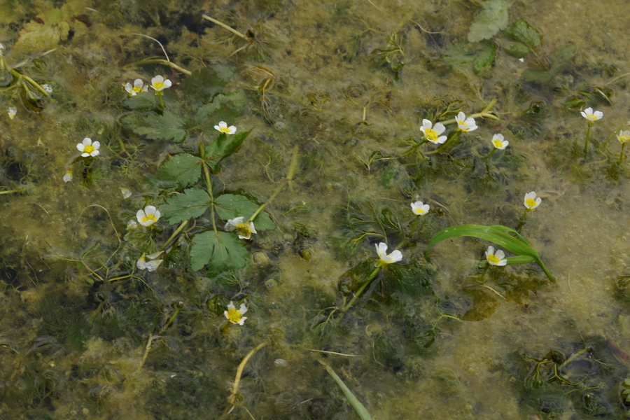 Lasastolistna vodna zlatica (<i>Ranunculus trichophyllus ssp. trichophyllus</i>), 2015-06-20 (Foto: Benjamin Zwittnig)