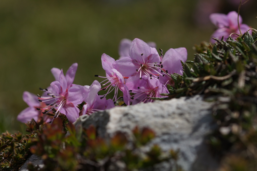 Navadni slečnik (<i>Rhododendron chamecistus</i>), Planina Viševnik – Planina Ovčarija, 2018-06-09 (Foto: Benjamin Zwittnig)