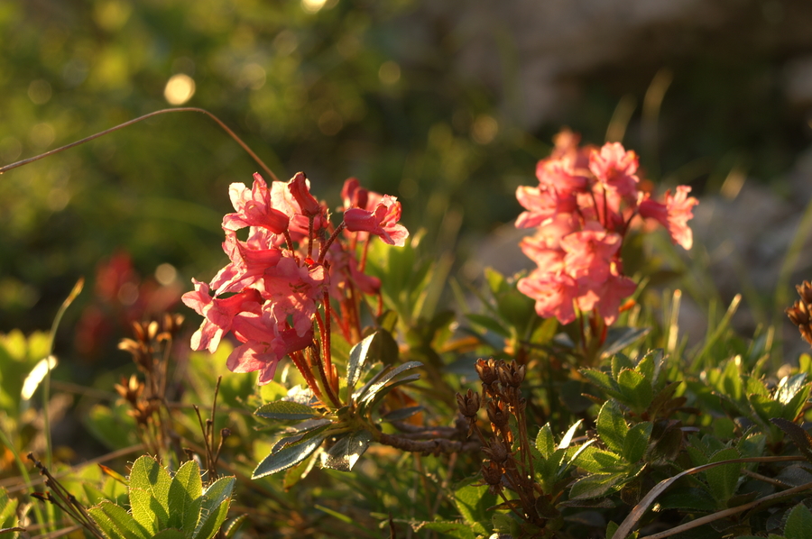Dlakavi sleč (<i>Rhododendron hirsutum</i>), Kamniško sedlo, 2007-07-08 (Foto: Benjamin Zwittnig)