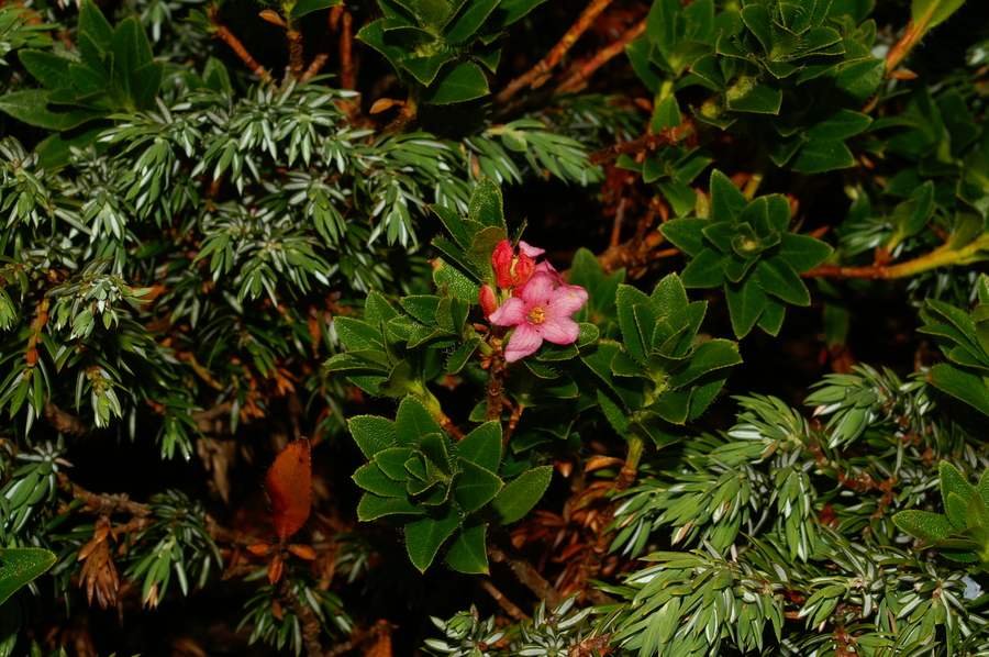 Dlakavi sleč (<i>Rhododendron hirsutum</i>), Soriška planina, 2006-08-15 (Foto: Benjamin Zwittnig)