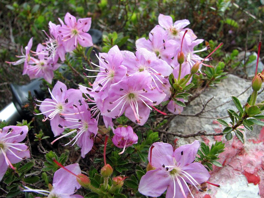 Navadni slečnik (<i>Rhododendron chamecistus</i>), Zelenica, 2009-07-12 (Foto: Sonja Kostevc)
