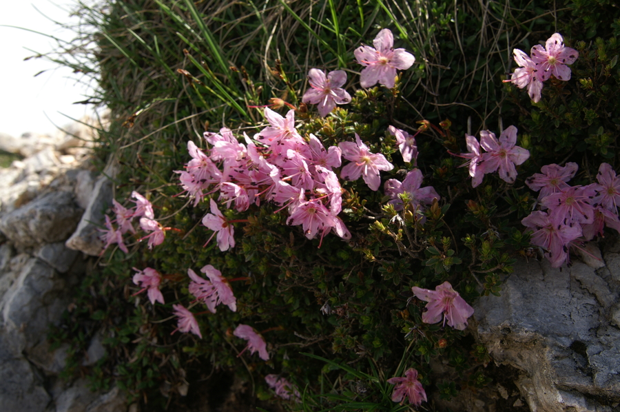 Navadni slečnik (<i>Rhododendron chamecistus</i>), Kepa, 2010-06-18 (Foto: Benjamin Zwittnig)
