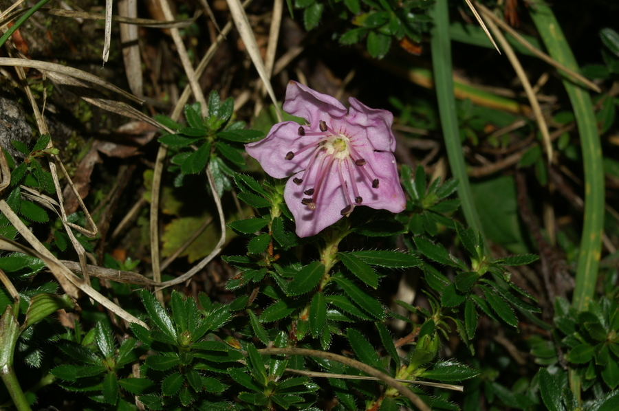 Navadni slečnik (<i>Rhododendron chamecistus</i>), Planina Zapotok, 2007-08-26 (Foto: Benjamin Zwittnig)