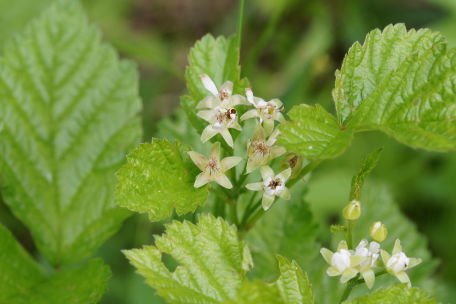 Skalna robida (<i>Rubus saxatilis</i>), Krnica (pod Špikom), 2015-05-27 (Foto: Benjamin Zwittnig)