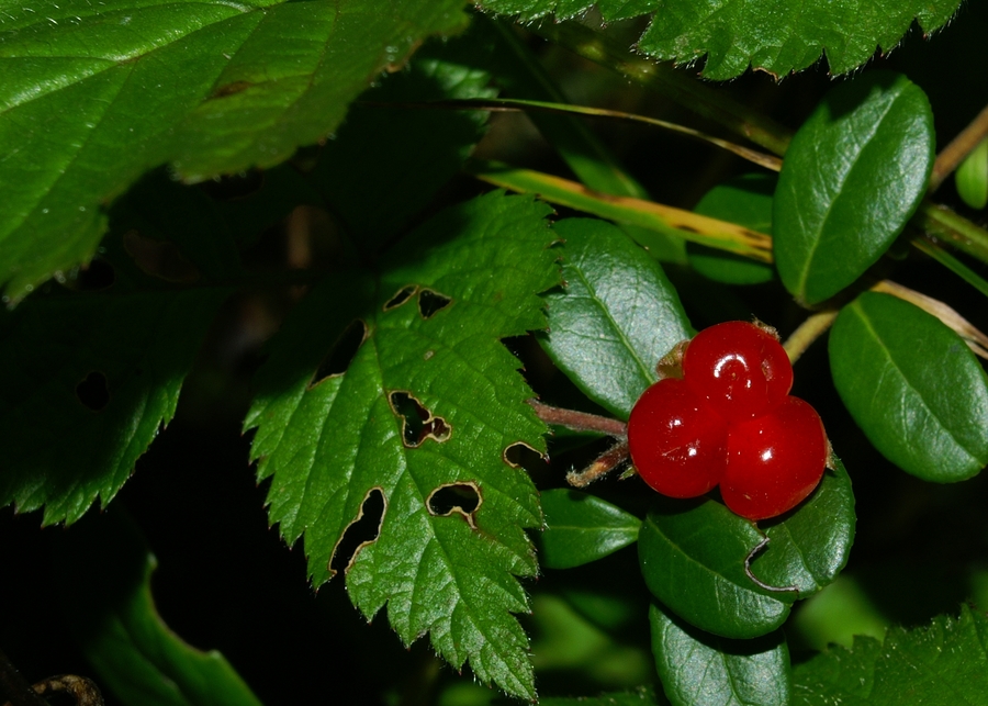 Skalna robida (<i>Rubus saxatilis</i>), Zgornja Krma, 2006-09-01 (Foto: Benjamin Zwittnig)