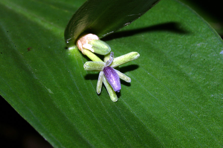 Širokolistna lobodika (<i>Ruscus hypoglossum</i>), 2006-12-31 (Foto: Benjamin Zwittnig)
