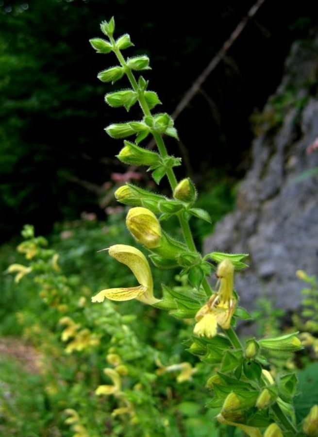 Leplijiva kadulja (<i>Salvia glutinosa</i>), Lučka Bela, Za loncem, 2008-08-17 (Foto: Boris Gaberšček)