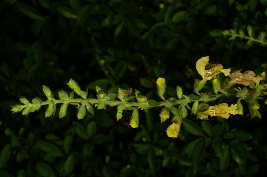 Leplijiva kadulja (<i>Salvia glutinosa</i>), Semič, 2006-08-26 (Foto: Benjamin Zwittnig)