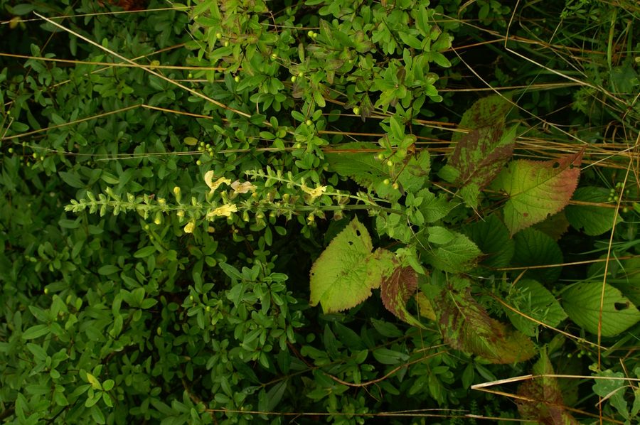 Leplijiva kadulja (<i>Salvia glutinosa</i>), Semič, 2006-08-26 (Foto: Benjamin Zwittnig)