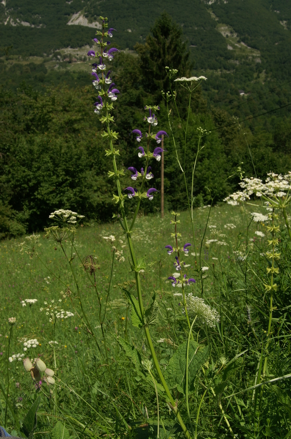 Travniška kadulja (<i>Salvia pratensis ssp. pratensis</i>), Kal Koritnica, 2009-07-24 (Foto: Benjamin Zwittnig)