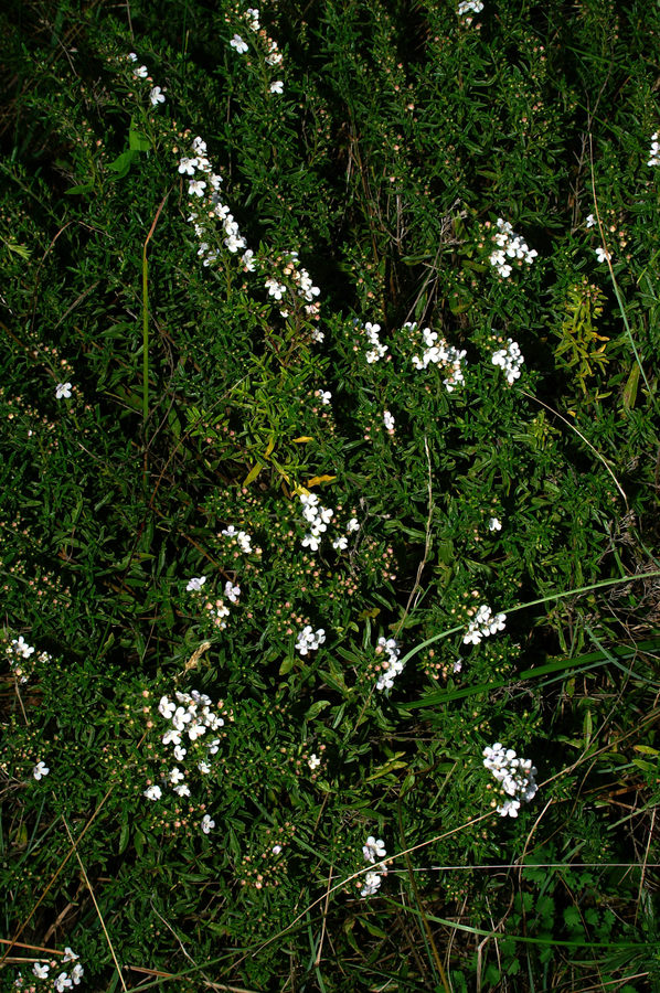 Kraški šetraj (<i>Satureja montana</i>), Škofi, 2006-09-02 (Foto: Benjamin Zwittnig)
