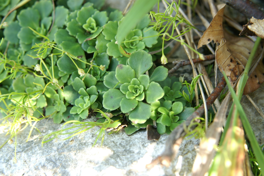 Klinolistni kamnokreč (<i>Saxifraga cuneifolia</i>), Svinjak, 2009-07-20 (Foto: Benjamin Zwittnig)