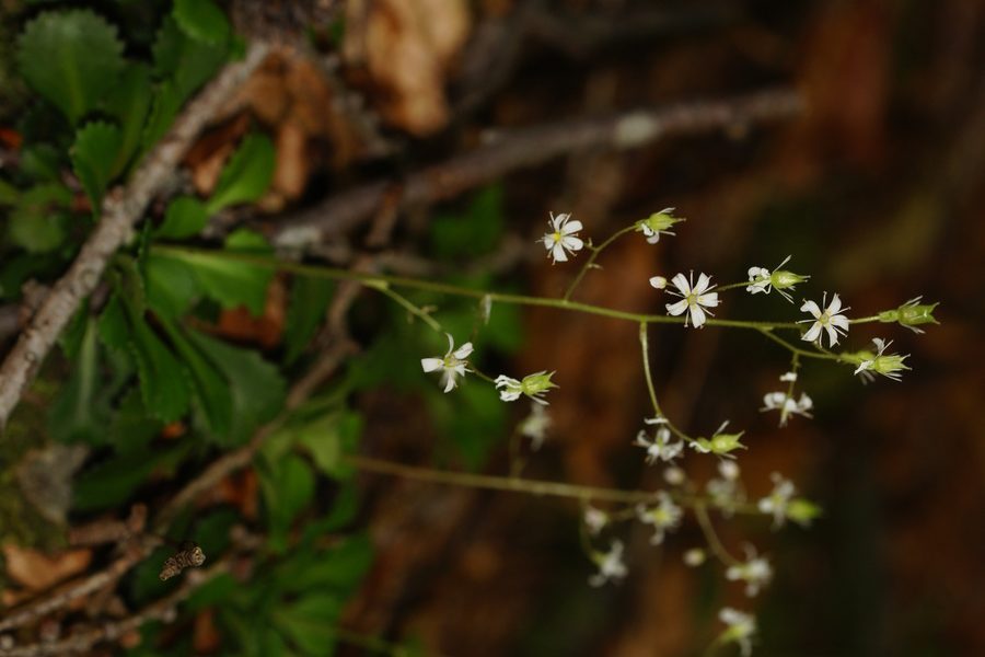 Klinolistni kamnokreč (<i>Saxifraga cuneifolia</i>), Ljublelj – Prevala, 2014-06-11 (Foto: Benjamin Zwittnig)