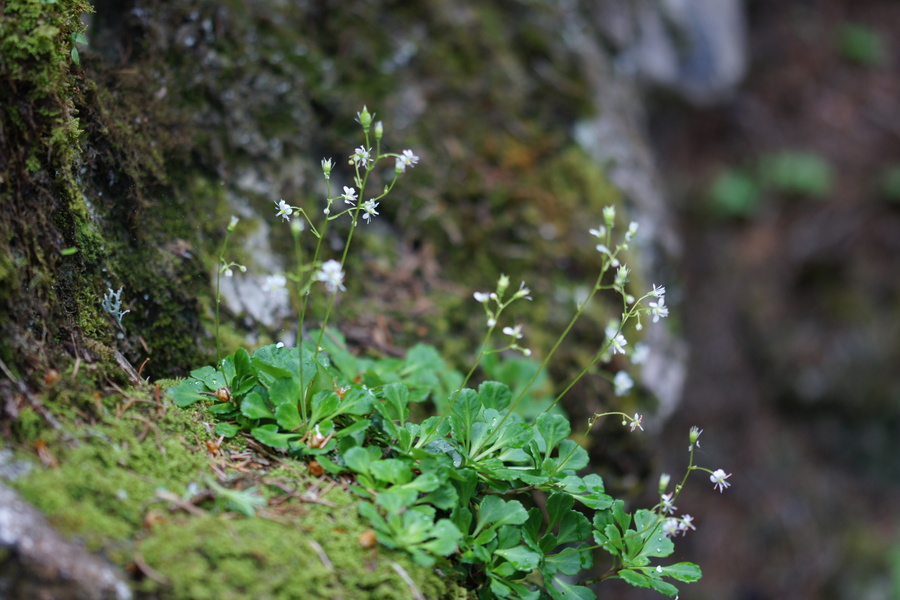 Klinolistni kamnokreč (<i>Saxifraga cuneifolia</i>), Rudno polje – Lipanca, 2015-06-14 (Foto: Benjamin Zwittnig)