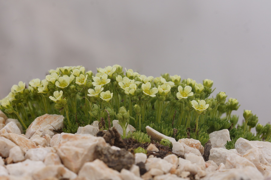 Kranjski kamnokreč (<i>Saxifraga exarata ssp. carniolica</i>), Grintovec, 2015-06-13 (Foto: Benjamin Zwittnig)