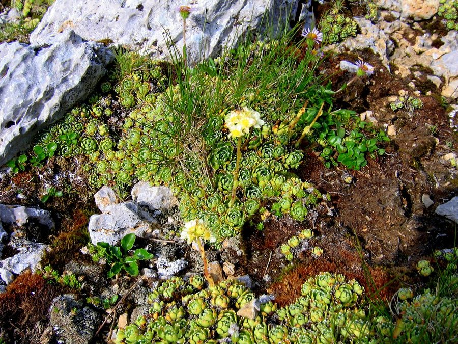 Grozdasti kamnokreč (<i>Saxifraga paniculata</i>), Vajneževo sedlo, 2009-07-22 (Foto: Boris Gaberšček)