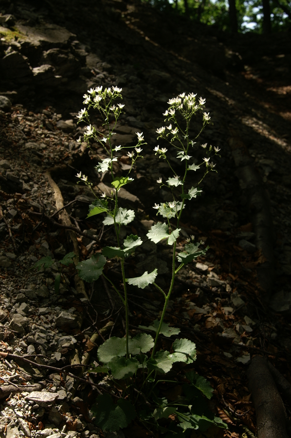 Okroglolistni kamnokreč (<i>Saxifraga rotundifolia</i>), Črna prst, 2010-07-03 (Foto: Benjamin Zwittnig)