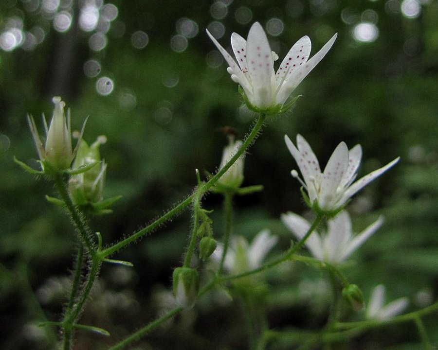 Okroglolistni kamnokreč (<i>Saxifraga rotundifolia</i>), Cimprovka nad Davčo, 2010-07-07 (Foto: Boris Gaberšček)
