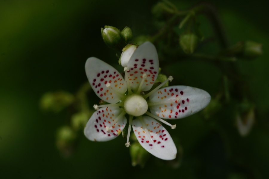 Okroglolistni kamnokreč (<i>Saxifraga rotundifolia</i>), Pastirci (Kamniško sedlo), 2015-06-06 (Foto: Benjamin Zwittnig)