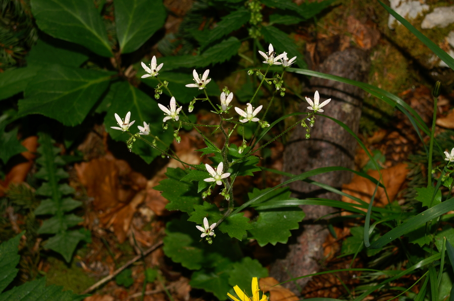 Okroglolistni kamnokreč (<i>Saxifraga rotundifolia</i>), Mokrica, 2006-06-23 (Foto: Benjamin Zwittnig)
