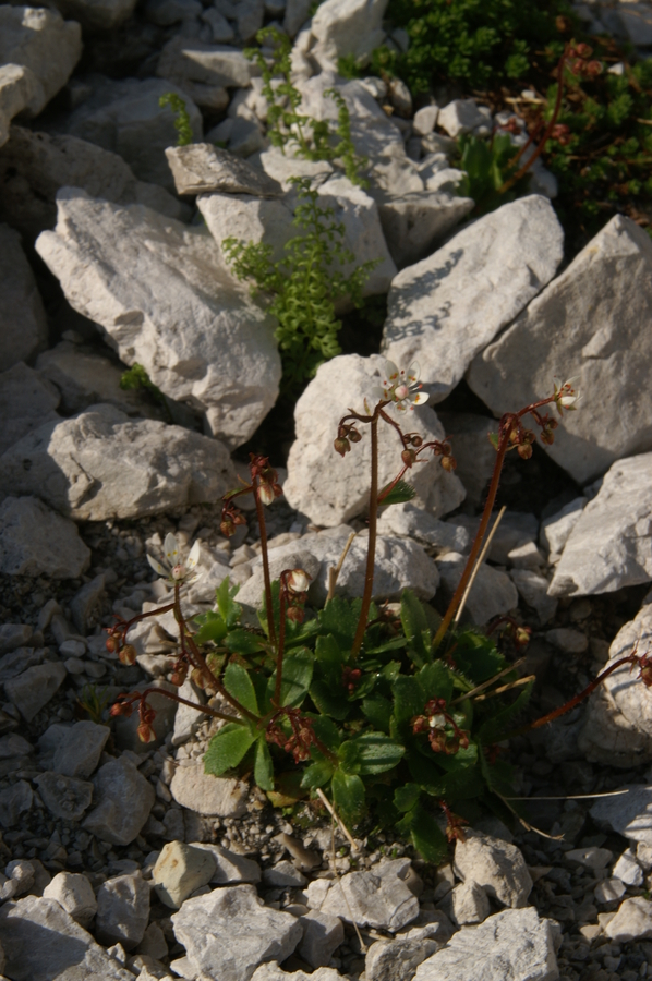 Zvezdasti kamnokreč (<i>Saxifraga stellaris ssp. alpigena</i>), 2010-07-04 (Foto: Benjamin Zwittnig)
