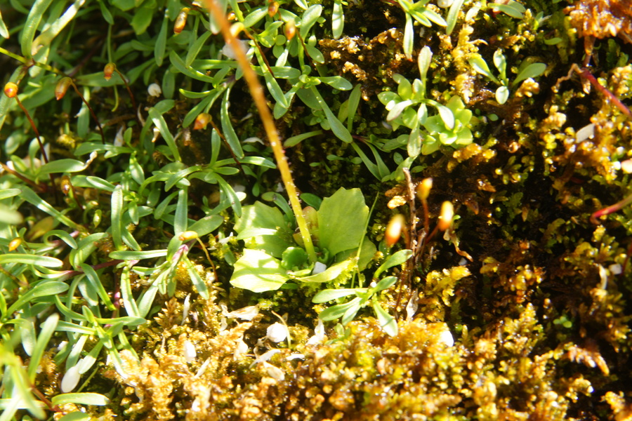Zvezdasti kamnokreč (<i>Saxifraga stellaris ssp. alpigena</i>), 2013-07-23 (Foto: Benjamin Zwittnig)