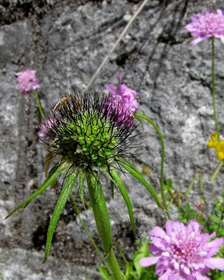 Bleščeči grintavec (<i>Scabiosa lucida ssp. lucida</i>), cesta na Ljubelj, 2012-07-31 (Foto: Boris Gaberšček)