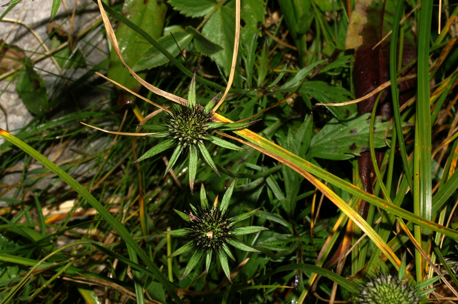 Bleščeči grintavec (<i>Scabiosa lucida ssp. lucida</i>), Na Kotlu (Jalovec), 2007-08-25 (Foto: Benjamin Zwittnig)